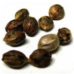 Семена марихуаны АК-47  (Seeds AK-47) в Бежецке 